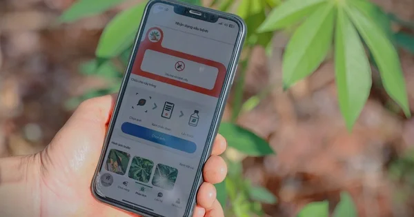Từ dự án Khoai mì bền vững nhìn về áp lực chi phí đầu vào và chuyển dịch cơ cấu cây trồng tại Việt Nam