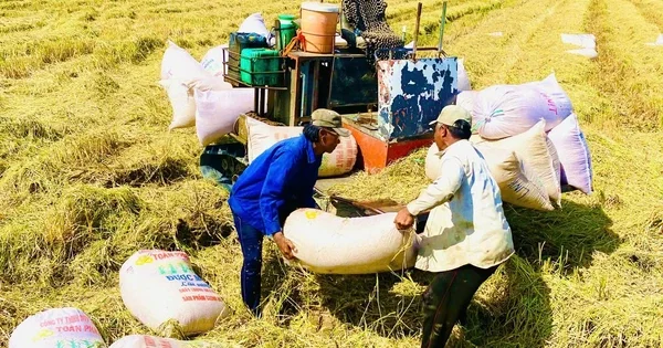 Từ lợi thế xuất khẩu gạo, nhìn về chiến lược nâng chuỗi giá trị nông sản Việt