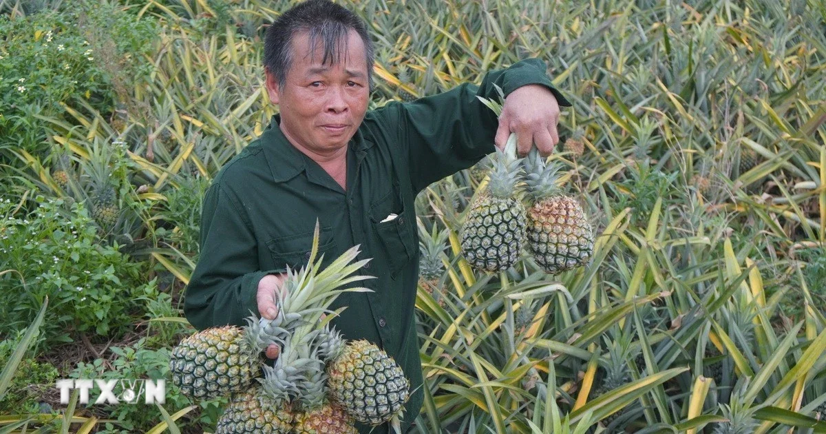 Từ vụ dứa Thanh Hóa rớt giá 70%: Cảnh báo chu kỳ oversupply và áp lực thanh khoản trên chuỗi nông sản