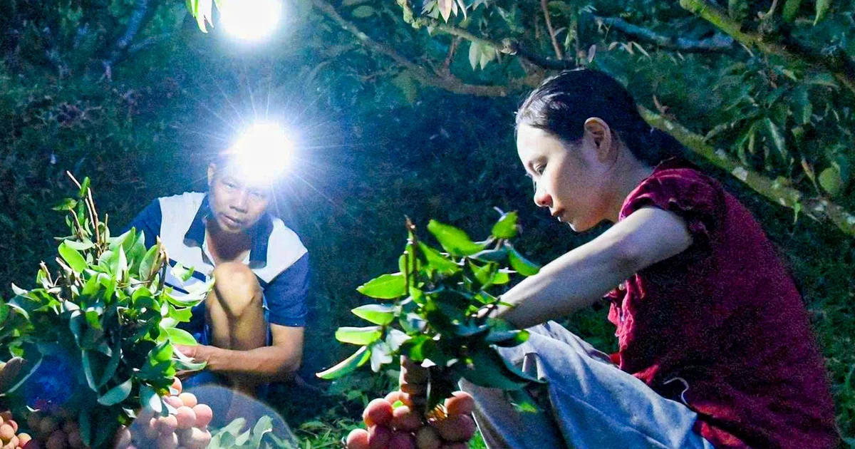 Từ câu chuyện vải thiều mất mùa – giá tăng gấp 3 lần: nhìn về cơ chế hình thành giá hàng hóa nông sản và dòng tiền đầu cơ