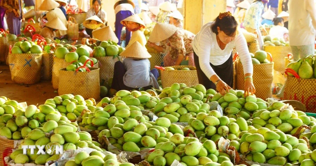 Từng bước đưa trái xoài thành ngành hàng xuất khẩu chủ lực: Chiến lược nông sản và áp lực dòng tiền
