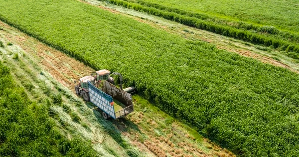 Vinamilk và chiến lược củng cố vị thế trên thị trường sữa nội địa trước áp lực cạnh tranh.