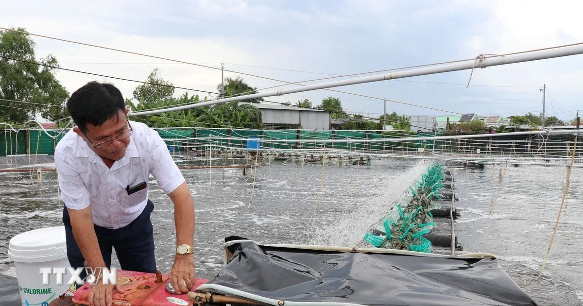 Công nghệ cao 'tiếp sức' cho ngành tôm tại Vĩnh Long: Bài toán chi phí và lợi nhuận