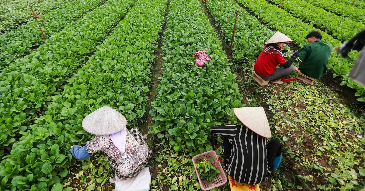 Việt Nam sắp có thêm tiêu chuẩn rau an toàn, nhưng không thay thế VietGAP – Tác động đến chuỗi nông sản và dòng vốn