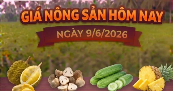 Giá nông sản ngày 9/6: Sầu Thái neo cao, dứa giảm mạnh – Tín hiệu phân hóa dòng tiền trong nông sản nội địa