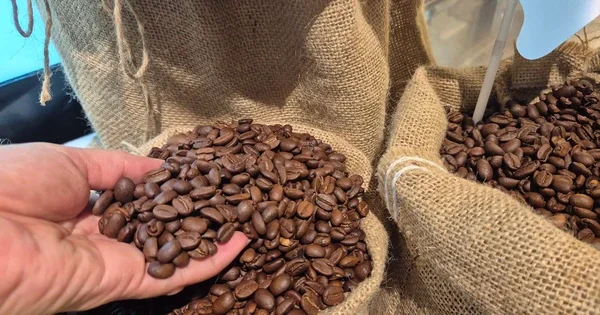 Giá cà phê trái chiều: Arabica phục hồi, Robusta điều chỉnh – Áp lực từ cơ cấu xuất khẩu Việt Nam