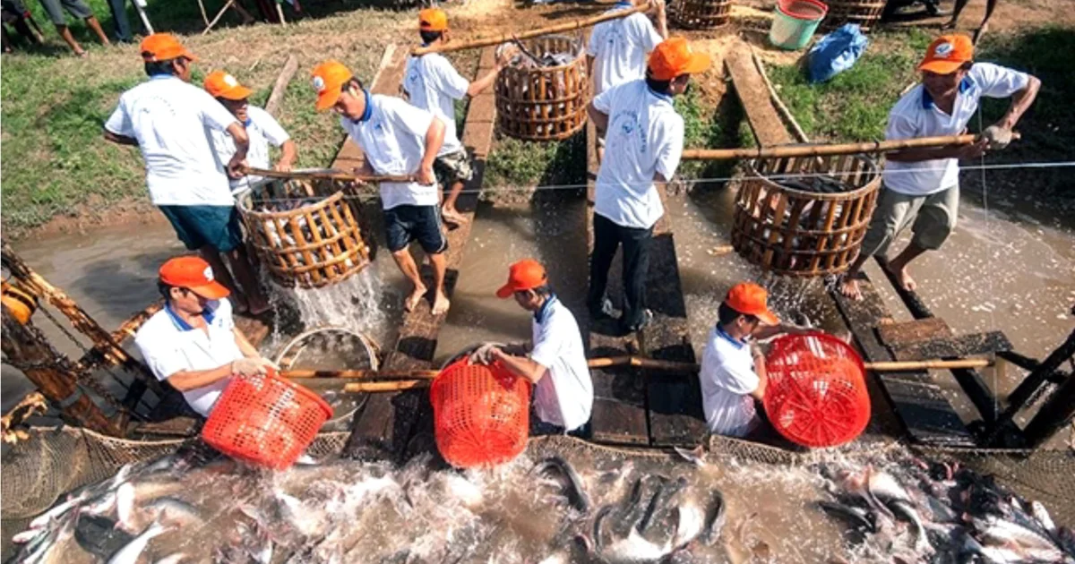 Từ câu chuyện cá tra nhìn về áp lực cạnh tranh của nông nghiệp Việt Nam