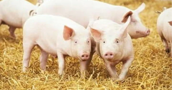 Giá heo hơi 3/6/2026 đi ngang: Tín hiệu cân bằng cung – cầu hay áp lực chờ phá vỡ?
