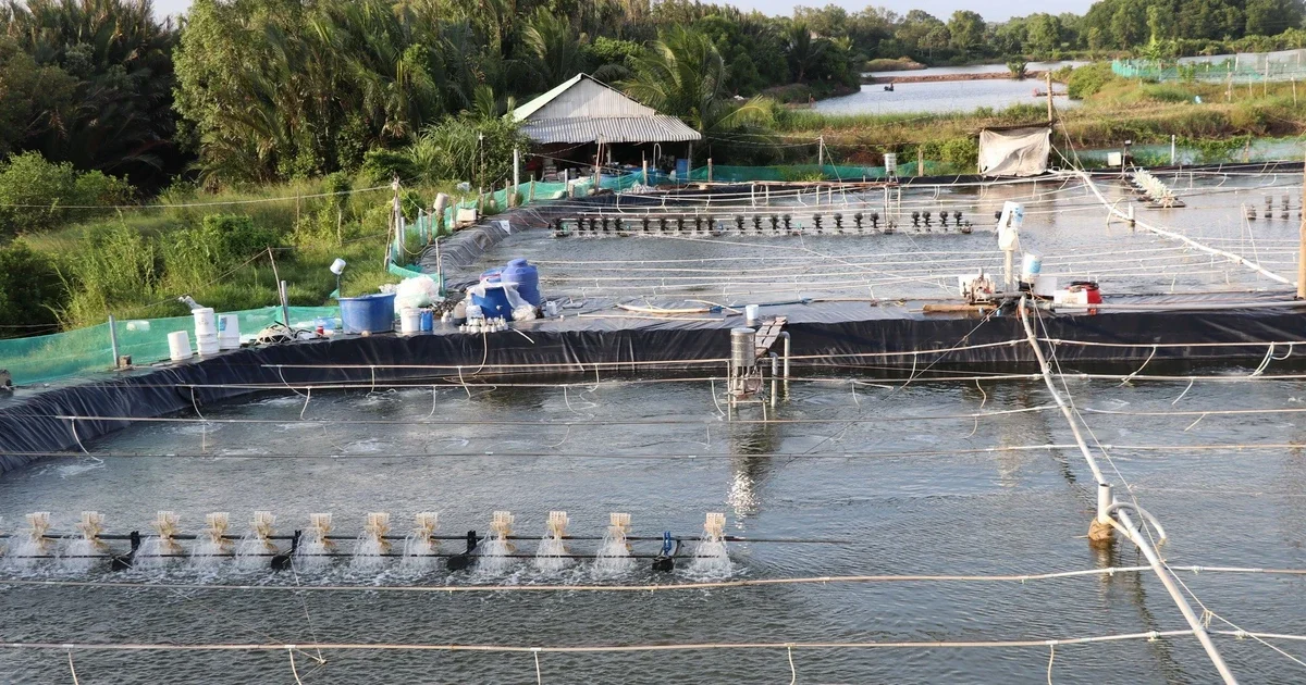 Giá tôm thẻ chân trắng giảm sâu tại Vĩnh Long: Áp lực chi phí đầu vào và dư cung cục bộ
