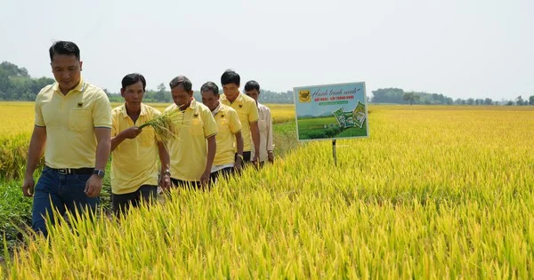 Phân bón Bình Điền và chiến lược xanh: Từ chương trình 'Đất khỏe, cây trồng khỏe' nhìn về áp lực chi phí đầu vào nông nghiệp