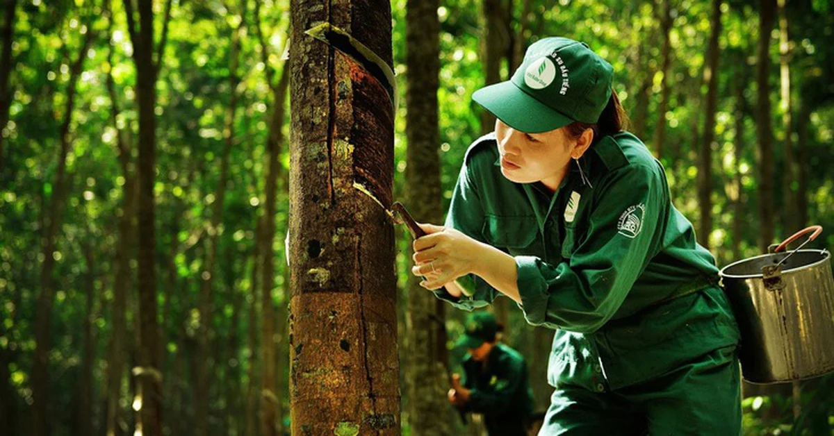 GVR không bị hủy tư cách công ty đại chúng: Bài toán cơ cấu cổ đông và áp lực từ Luật Chứng khoán