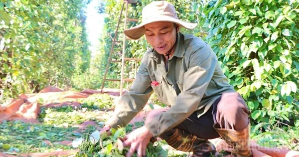 Giá tiêu hôm nay 10/6/2026: Tăng nội địa 1.000 đồng/kg – Xuất khẩu giảm, nhập khẩu tăng