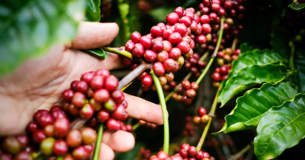 Dự án viện nghiên cứu cà phê AI 326 tỉ đồng tại Gia Lai: Tác động đến chuỗi cung ứng Robusta và áp lực tuân thủ EUDR