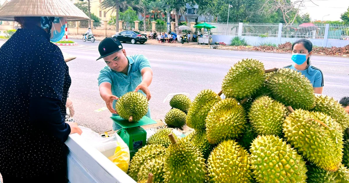 Áp lực thông quan nông sản: Chỉ thị khẩn của Hải quan và tác động đến dòng chảy xuất khẩu sầu riêng