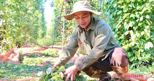 Giá tiêu đi ngang phiên cuối tuần: Tín hiệu cân bằng cung-cầu ngắn hạn