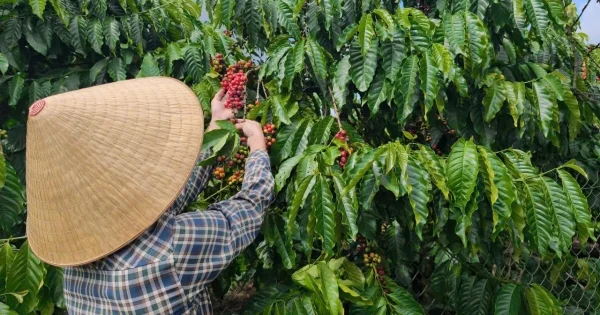 Giá cà phê quay đầu giảm mạnh: Áp lực từ tồn kho thấp và sự đảo chiều của dòng tiền hàng hóa