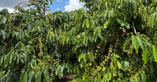 Giá cà phê tăng 1.200 đồng/kg: Tín hiệu từ tỷ giá Brazil và áp lực nguồn cung El Niño