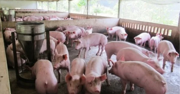 Giá heo hơi ngày 14/7/2026: Phân tích biến động giá và chênh lệch vùng miền