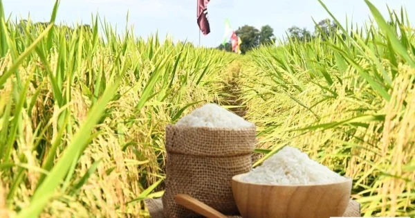 Giá lúa gạo hôm nay ngày 17/7/2026: Lúa tươi tiếp đà tăng mạnh