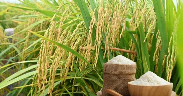 Giá gạo Jasmine tăng 1.000 đồng/kg: Tín hiệu 'risk-off' từ chi phí đầu vào và logistics