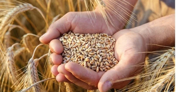 Giá lúa mì tăng mạnh trước áp lực nguồn cung toàn cầu: Phân tích từ Biển Đen đến WASDE