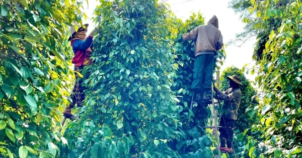 Giá tiêu trong nước đồng loạt tăng 1.000 đồng/kg: Áp lực nguồn cung và tín hiệu từ xuất khẩu