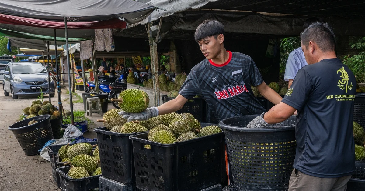 Từ câu chuyện sầu riêng Malaysia rớt giá: Áp lực dư cung và bài toán phụ thuộc thị trường Trung Quốc