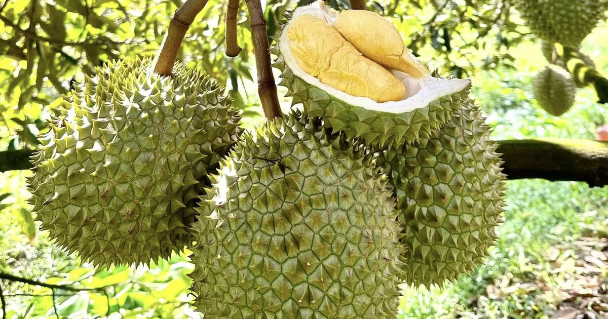 Từ đề xuất rút ngắn thời gian cấp mã số vùng trồng: Bài toán quản lý chuỗi cung ứng nông sản và áp lực tuân thủ