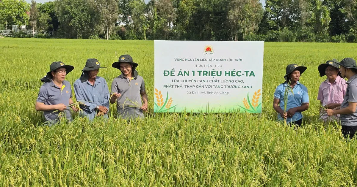 Đề án 1 triệu ha lúa chất lượng cao: Tác động đến thị trường hàng hoá và chuỗi giá trị nông sản