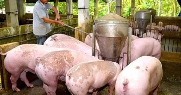 Giá heo hơi tăng mạnh tại miền Bắc và miền Trung: Tín hiệu gì cho thị trường hàng hóa và áp lực lạm phát?
