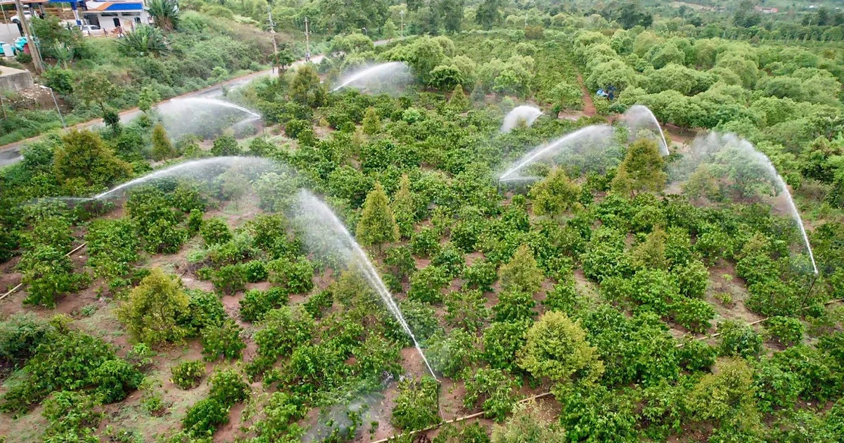 Từ vụ thu hồi 525ha đất của Cà phê Thắng Lợi: Rủi ro pháp lý và áp lực lên dòng tiền doanh nghiệp nông nghiệp niêm yết