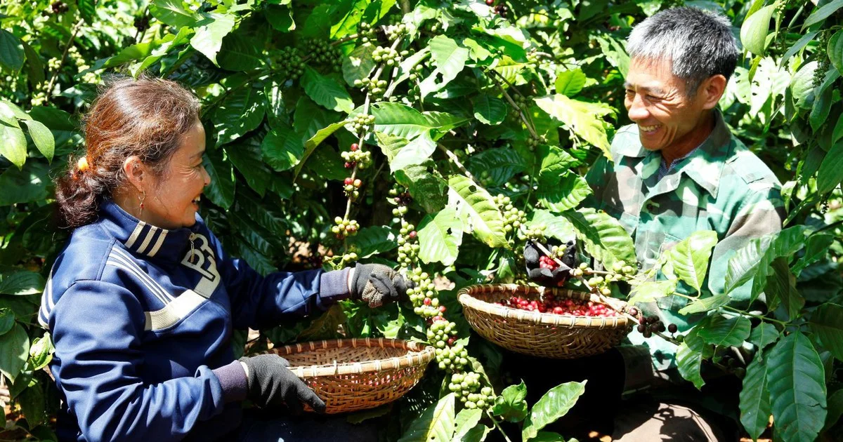 Nông nghiệp tái sinh: Từ câu chuyện NESCAFÉ Plan nhìn về chiến lược giảm phát thải và rào cản xanh cho ngành cà phê Việt Nam