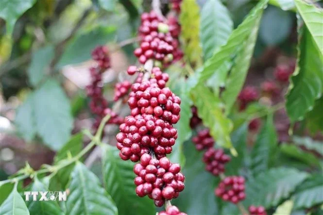 Từ nghịch lý sản lượng tăng – kim ngạch giảm của càphê Việt Nam: Áp lực cung dư thừa toàn cầu và bài toán giá trị gia tăng