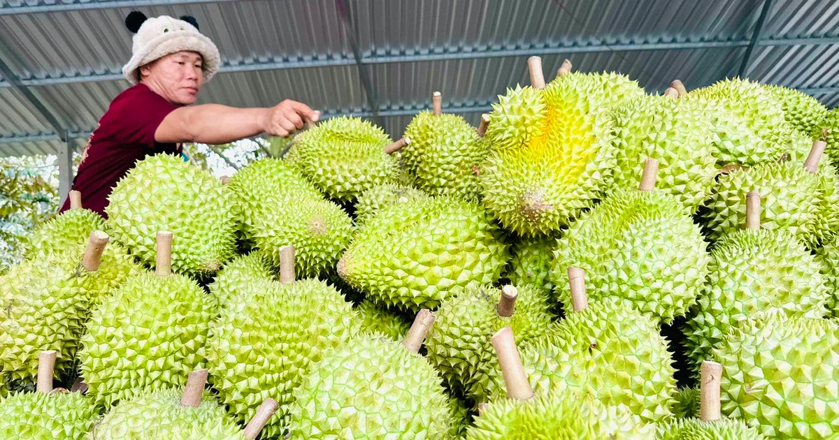 Từ danh sách phòng xét nghiệm cadimi và vàng O mới nhất: Nhìn về áp lực hạ tầng kiểm định và rủi ro giá sầu riêng chính vụ