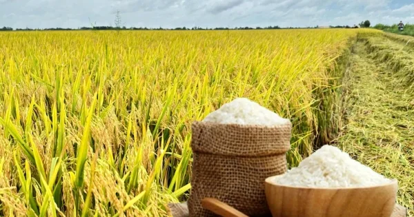 Giá gạo Đài Thơm tăng 500 đồng/kg: Áp lực chi phí logistics và tâm lý phòng thủ trên thị trường lúa gạo