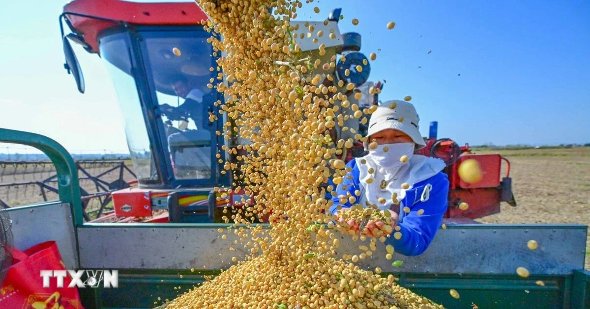Từ thỏa thuận nông sản Trung-Mỹ: Tín hiệu giảm thuế đối ứng và tác động đến dòng hàng hóa toàn cầu