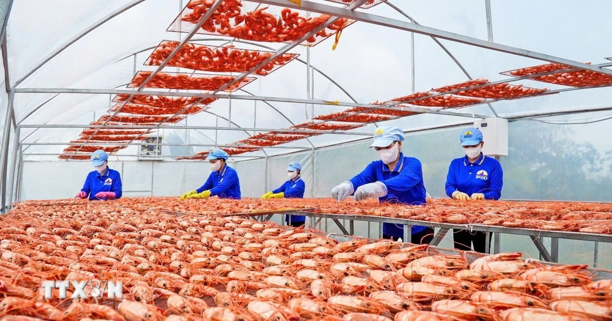 Từ câu chuyện OCOP Cà Mau: Nhìn về dòng chảy đầu tư vào nông nghiệp số và chuyển dịch cơ cấu kinh tế địa phương
