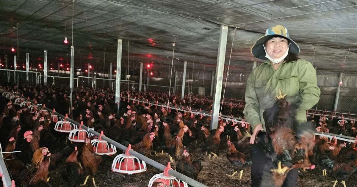 Giá cám tăng, giá gà thấp kéo dài: Áp lực biên lợi nhuận ngành chăn nuôi gia cầm