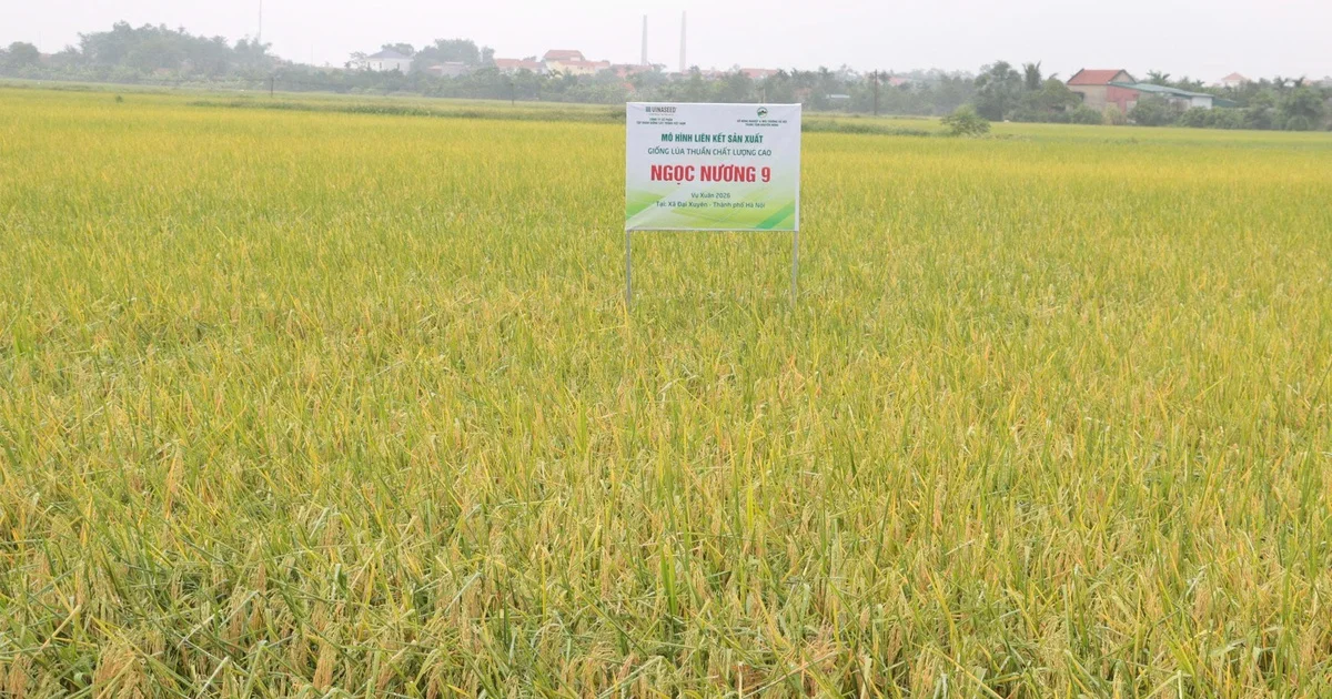 Mô hình sản xuất VietGAP: Gia tăng giá trị nông sản Thủ đô từ chuẩn hóa quy trình