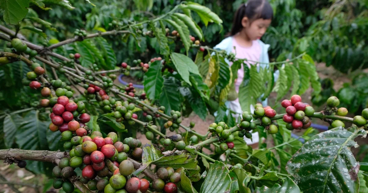 Giá cà phê giảm phiên thứ hai liên tiếp sau cú tăng lịch sử: Áp lực chốt lời và rủi ro nguồn cung toàn cầu