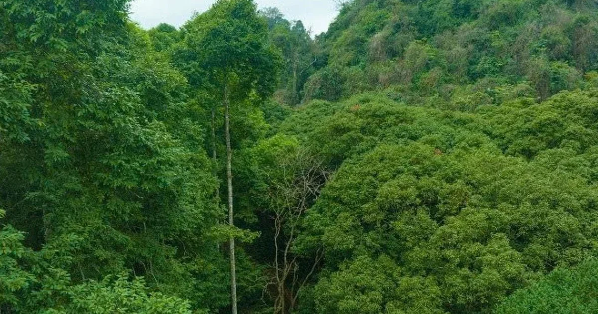 Lượng hóa carbon rừng: Từ khung pháp lý đến bài toán định giá tài sản xanh cho nhà đầu tư