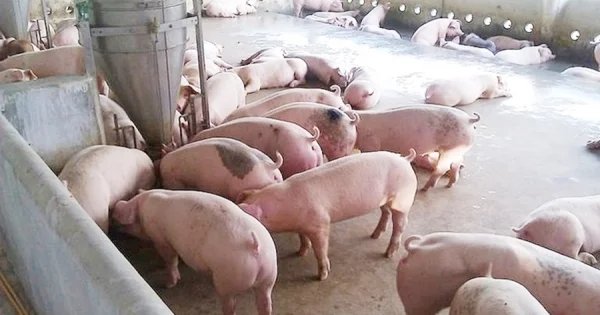 Giá heo hơi 17/7/2026: Từ 'lặng sóng' đến tín hiệu cân bằng cung – cầu thị trường thịt heo