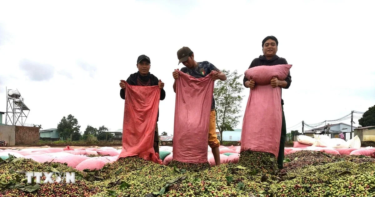 EUDR sắp thực thi: Áp lực quản trị dữ liệu lên chuỗi cung ứng nông sản Việt Nam và tác động đến dòng vốn hàng hóa
