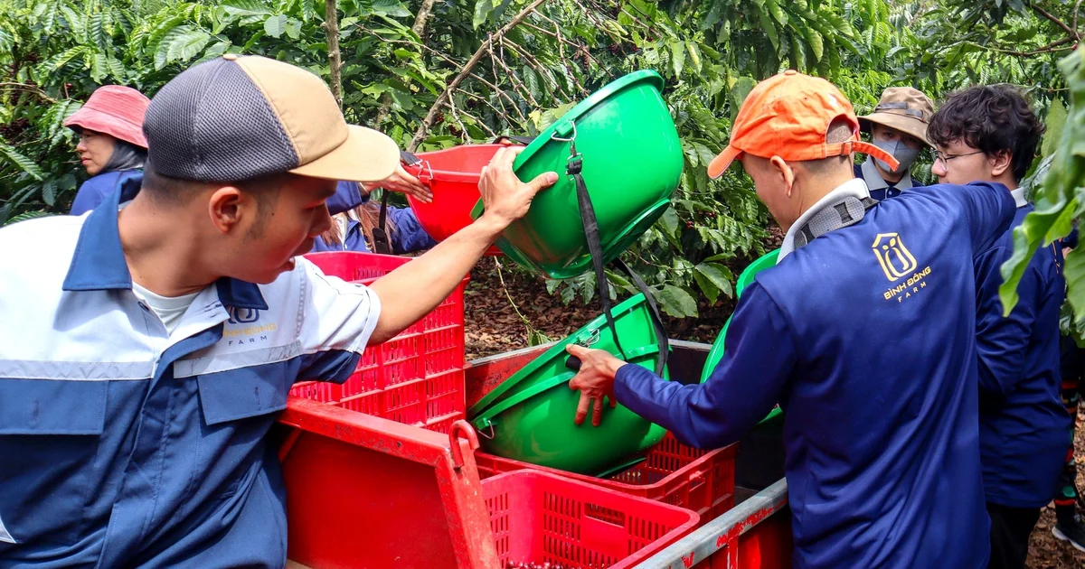 Từ câu chuyện 'nâng chất' Robusta Lâm Đồng: Nhìn về áp lực chi phí và chuỗi giá trị hàng hóa nông sản