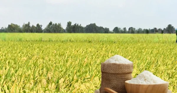 Giá lúa gạo ngày 6/7/2026: Gạo OM 18 tăng 500 đồng/kg – Tín hiệu từ chi phí logistics và tâm lý thị trường