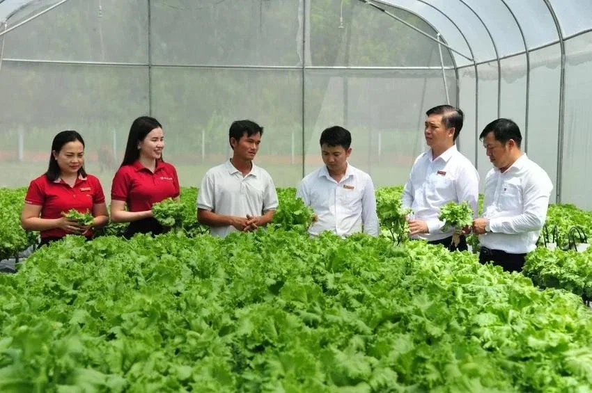 Từ câu chuyện khơi thông tín dụng xanh: Áp lực thanh khoản và nút thắt pháp lý đối với dòng vốn trung – dài hạn tại Việt Nam