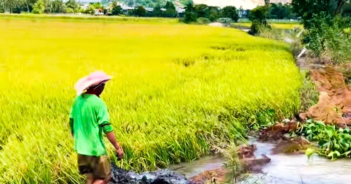 Nguy cơ ngập 1.000ha lúa hè thu 2026 tại An Giang: Tác động đến giá gạo và dòng tiền hàng hóa