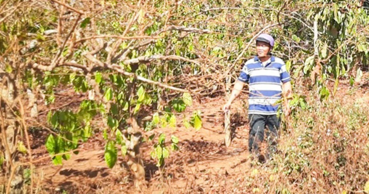 Vụ cổ phần hóa Cà phê Gia Lai: Áp lực thanh khoản từ rủi ro đất đai và hệ quả thị trường