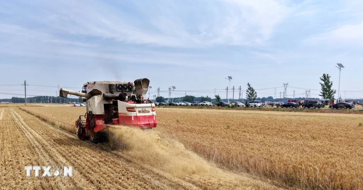 Siêu El Nino 2026-2027: Nguy cơ cú sốc giá lương thực kéo dài đến năm 2028 và tác động đa thị trường