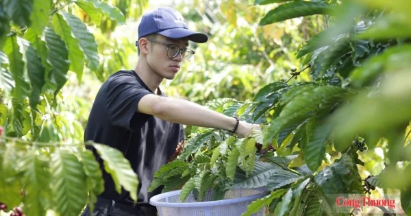 Từ phiên giảm mạnh của cà phê ngày 17/7/2026: Nhìn về áp lực nguồn cung và biến động tỷ giá Brazil
